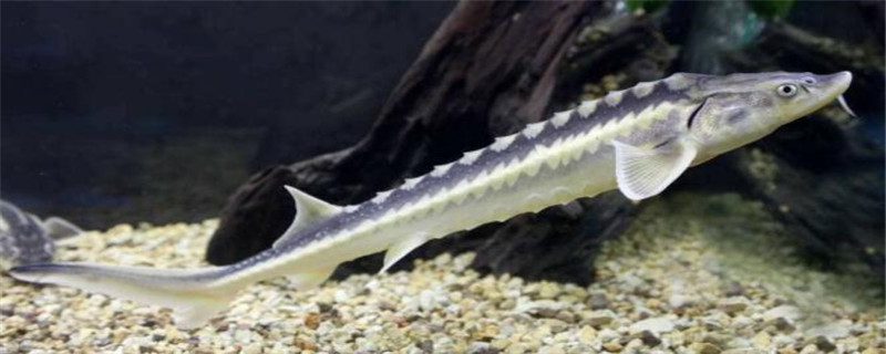 鱘魚怎么殺