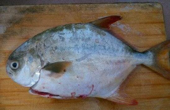 金槍魚怎么吃