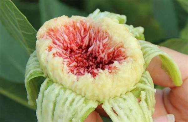 無花果有花嗎
