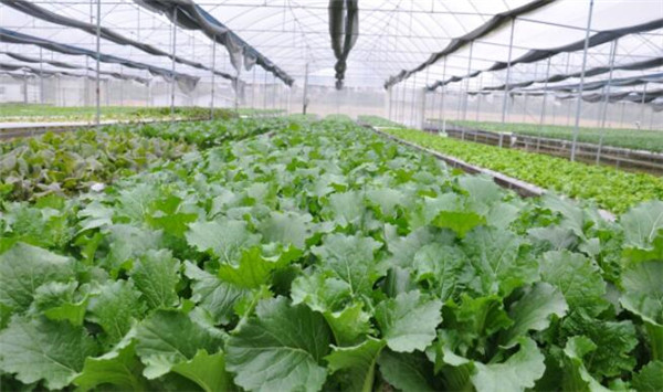 種植芥藍需要注意什么，溫度和光照要合理