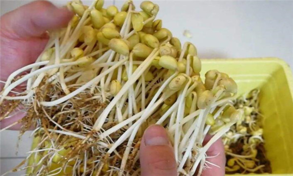 黃豆芽怎么發(fā)最快又好，黃豆芽怎么發(fā)