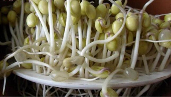 黃豆芽怎么發(fā)最快又好，黃豆芽怎么發(fā)