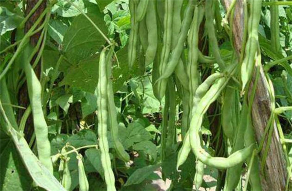 蕓豆怎么種才能高產(chǎn)，種植蕓豆的高產(chǎn)方法