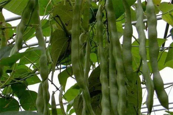 蕓豆怎么種才能高產(chǎn)，種植蕓豆的高產(chǎn)方法
