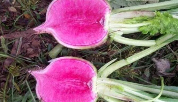 心里美蘿卜種植技術，心里美蘿卜種植要注重肥水管理