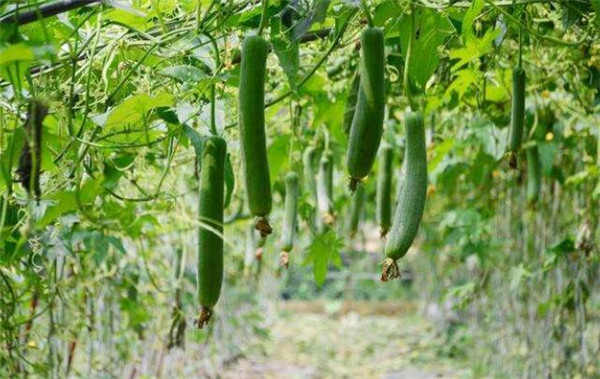絲瓜該怎么種，絲瓜種植的方法