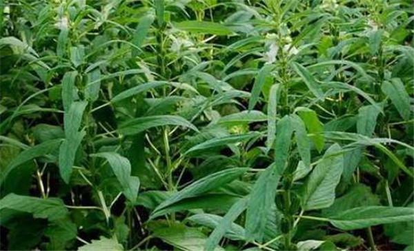 芝麻種植時間，芝麻播種方式