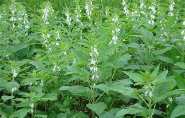 芝麻種植時間，芝麻播種方式