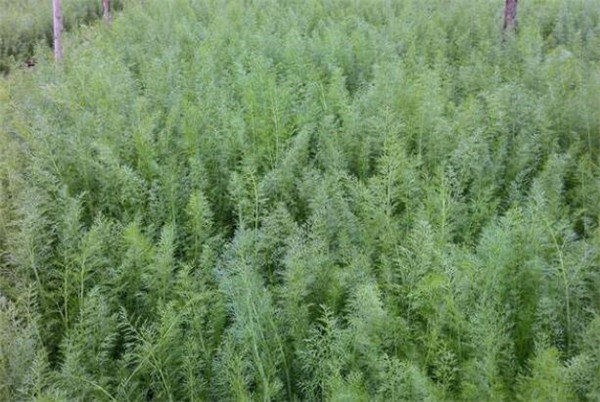 茴香種植時間和方法，茴香種植時間的春秋兩季