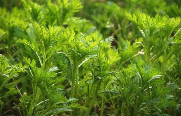 茴香種植時間和方法，茴香種植時間的春秋兩季