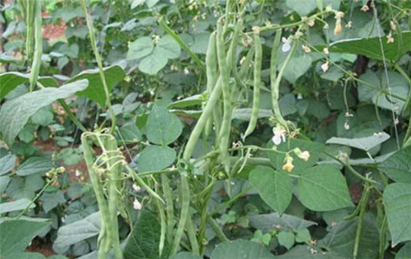 陽(yáng)臺(tái)種植四季豆的方法，四季豆的病蟲害防治
