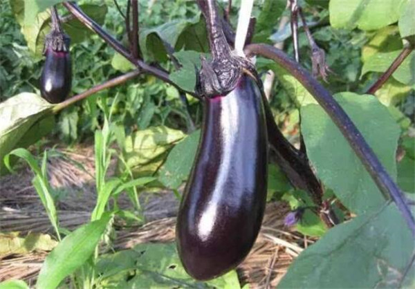 茄子的種植時間，茄子的最佳種植時間(初春、初秋)