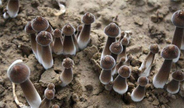 雞樅菌價格多少錢一斤，雞樅菌價格100多左右一斤