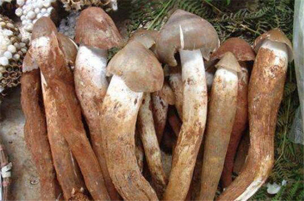 雞樅菌價格多少錢一斤，雞樅菌價格100多左右一斤