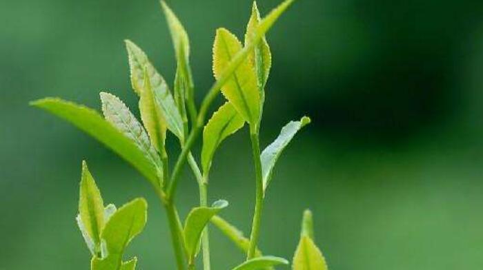 西湖龍井茶是綠茶嗎，龍井茶的功效與作用