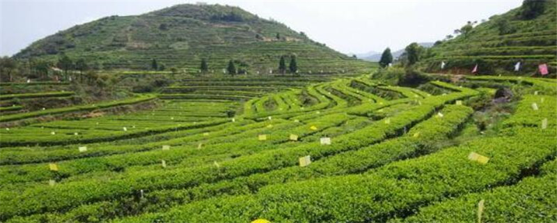 普洱茶的產地在哪里