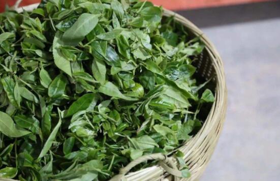 普洱茶生茶好還是熟茶好