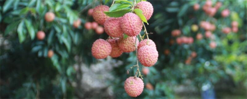 荔枝品種哪個最貴