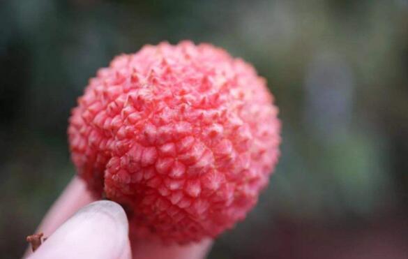 荔枝品種哪個最貴