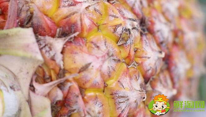 菠蘿和鳳梨的區(qū)別