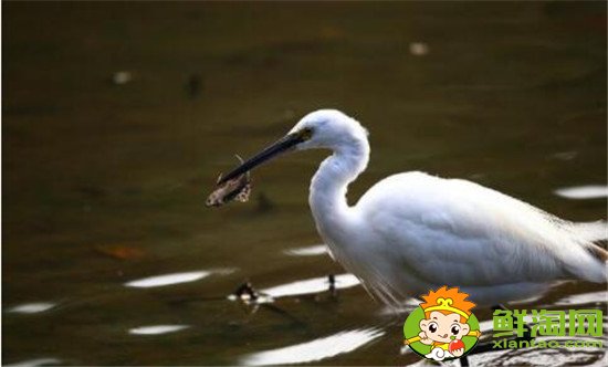 清道夫魚天敵是誰