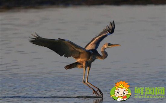 清道夫魚天敵是誰