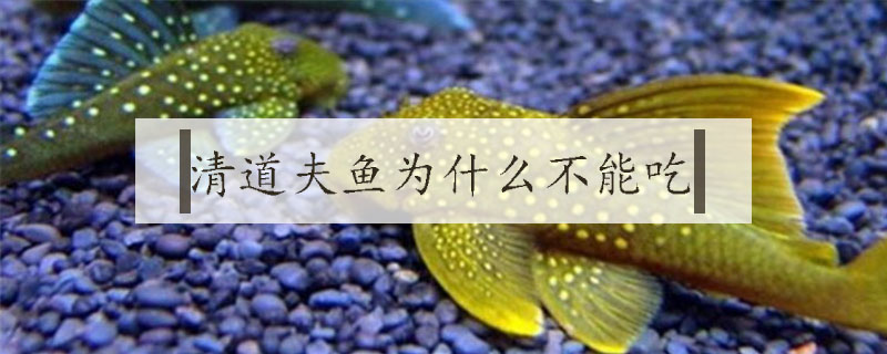 清道夫魚為什么不能吃