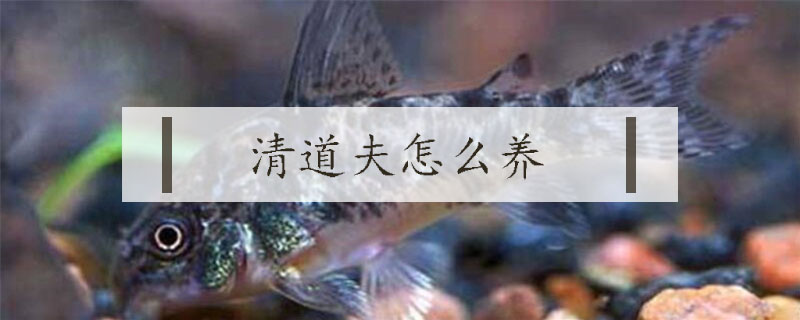 清道夫怎么養(yǎng)