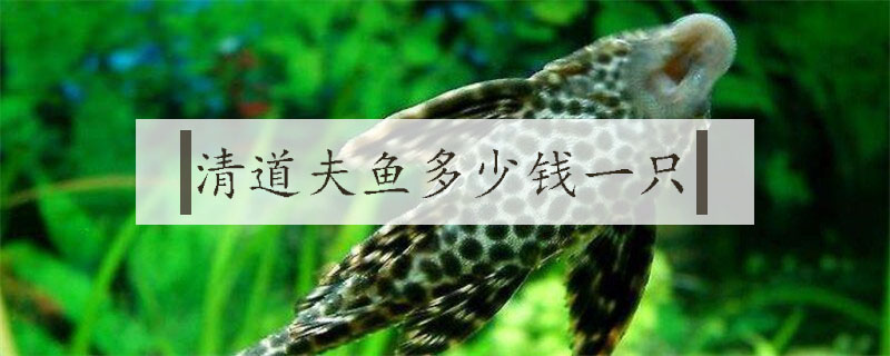 清道夫魚多少錢一只
