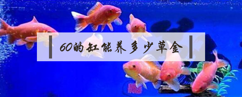 60的缸能養多少草金