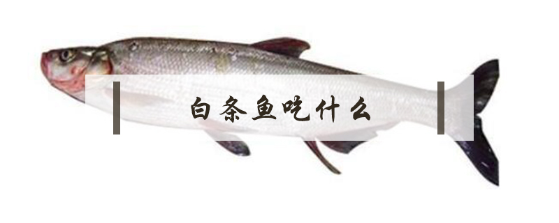 白條魚吃什么