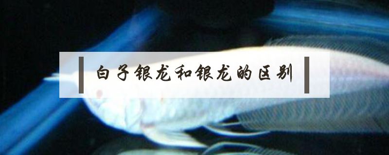 白子銀龍和銀龍的區別