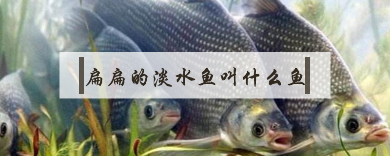 扁扁的淡水魚叫什么魚