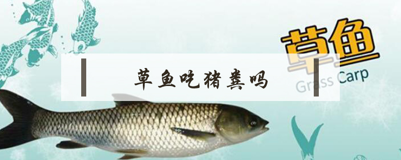 草魚吃豬糞嗎