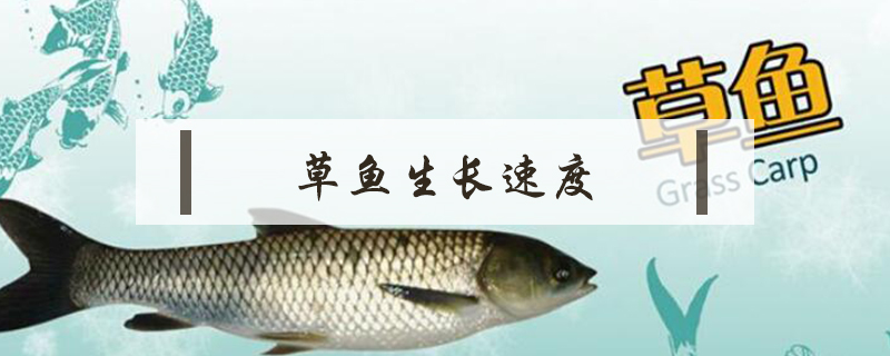草魚生長速度
