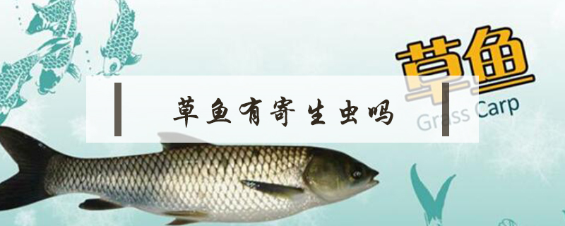 草魚有寄生蟲嗎