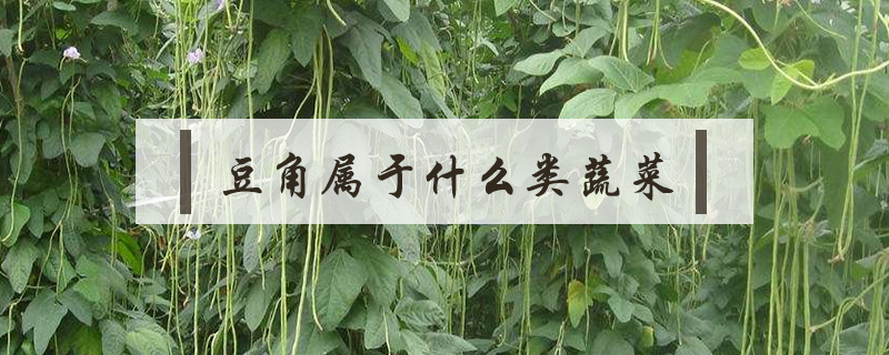 豆角屬于什么類蔬菜