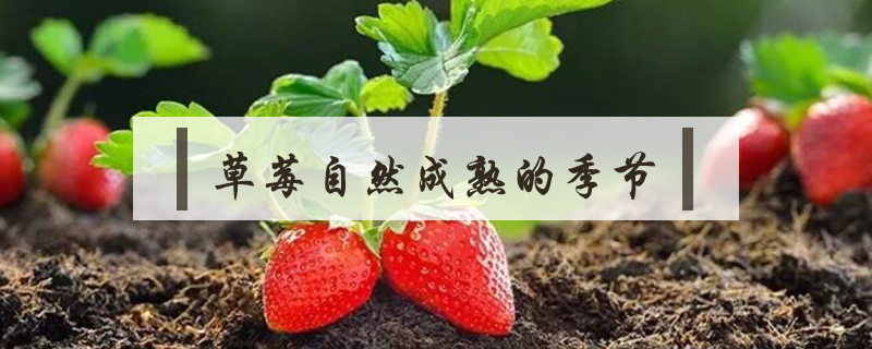 草莓自然成熟的季節(jié)