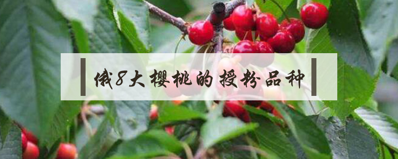 俄8大櫻桃的授粉品種