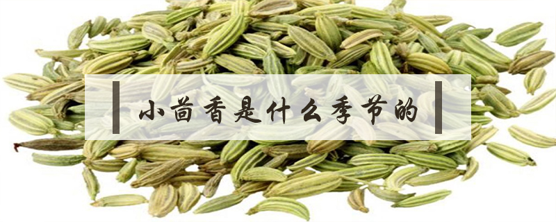 小茴香是什么季節的菜