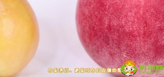 黃桃和水蜜桃的區別
