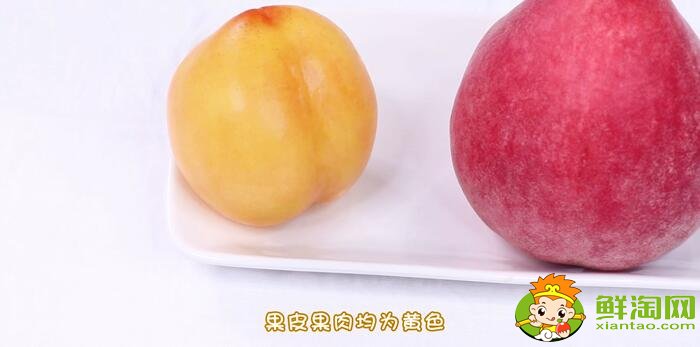 黃桃和水蜜桃的區別