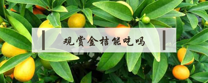 觀賞金桔能吃嗎