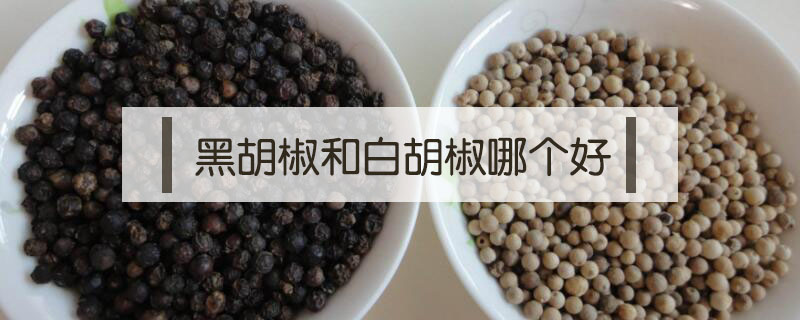 黑胡椒和白胡椒哪個好