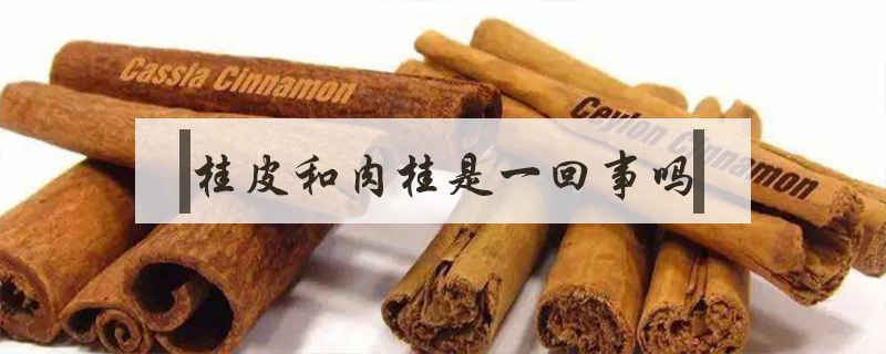 桂皮和肉桂是一回事嗎