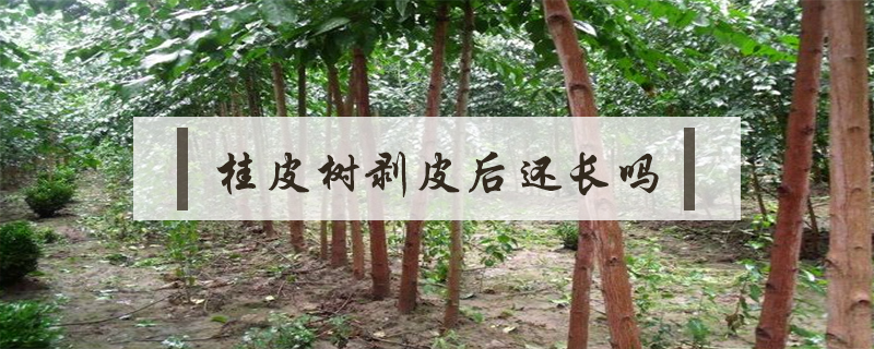 桂皮樹剝皮后還長嗎