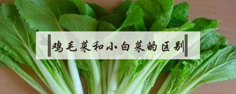 雞毛菜和小白菜的區(qū)別
