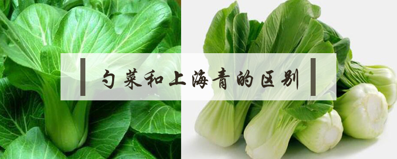 勺菜和上海青的區(qū)別