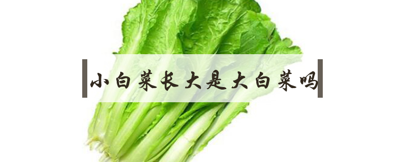 小白菜長(zhǎng)大是大白菜嗎