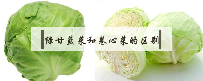 綠甘藍(lán)菜和卷心菜的區(qū)別